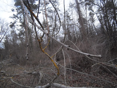 esche-gefllt3_klein.jpg esche-gefllt3_klein.jpg